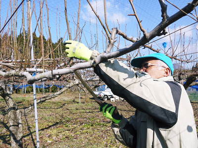 熊本梨 岩永農園 無袋栽培にこだわる匠の選定作業2017(残す枝、切る枝、そして誘引する理由)_a0254656_18111710.jpg