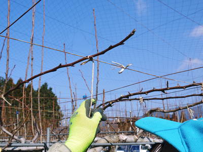 熊本梨 岩永農園 無袋栽培にこだわる匠の選定作業2017(残す枝、切る枝、そして誘引する理由)_a0254656_194447.jpg