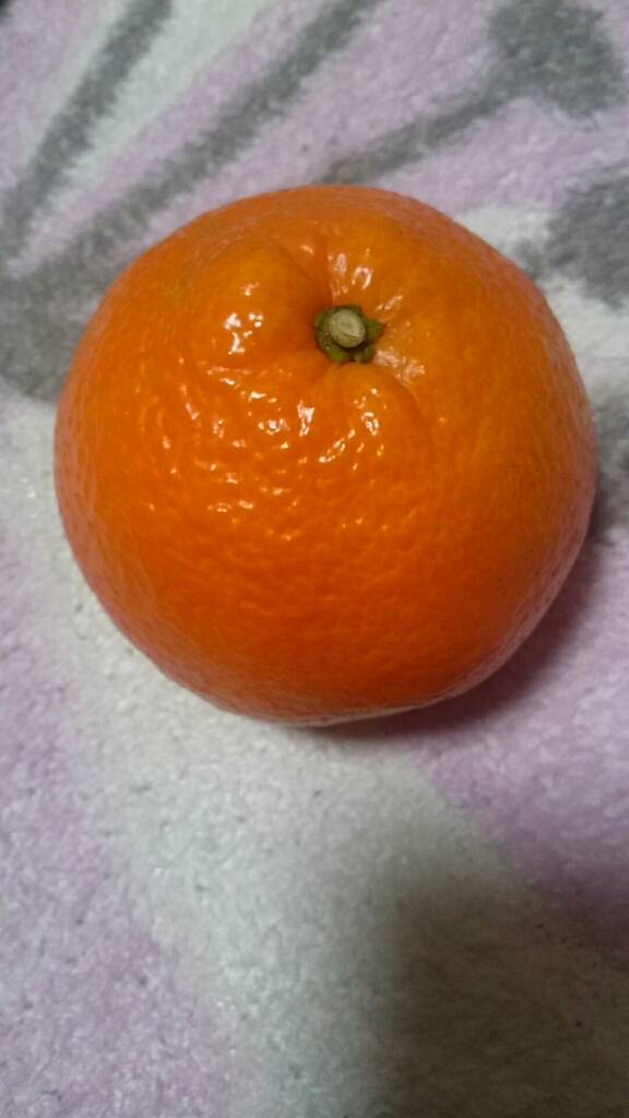 いよかん_b0328361_21134006.jpg