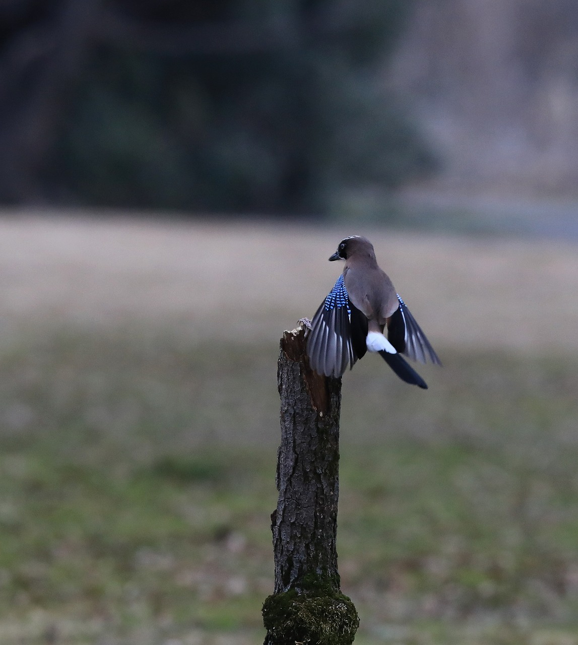 M池にてカケス_f0296999_1725245.jpg