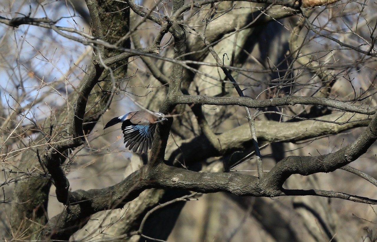 M池にてカケス_f0296999_1726141.jpg