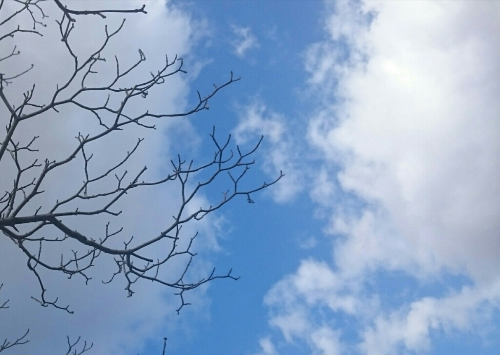c0130705_19072012.jpg