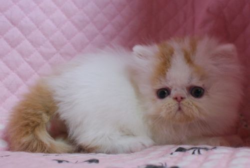 エキゾチックロングヘアー 子猫家族募集_e0033609_10293985.jpg