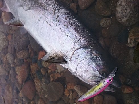早川さんの2016年　サクラマス釣行回顧_a0153216_22441874.jpg