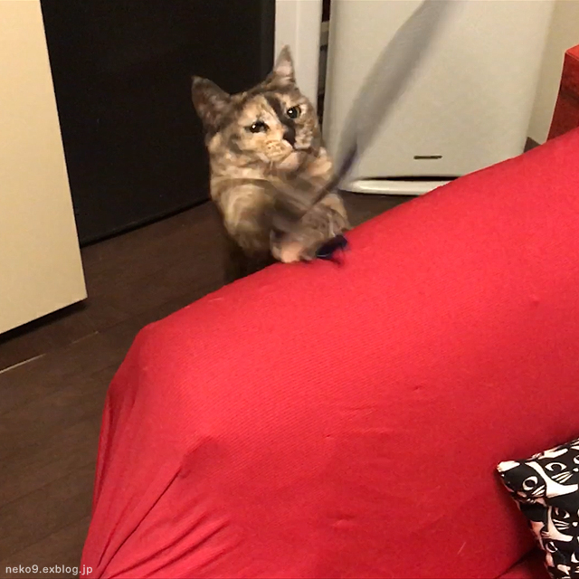 困り顔のがんばり 賃貸ネコ暮らし 賃貸住宅でネコを室内飼いする工夫