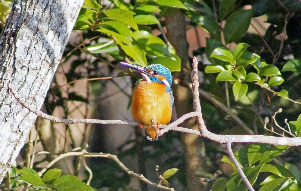 c0042418_16494945.jpg