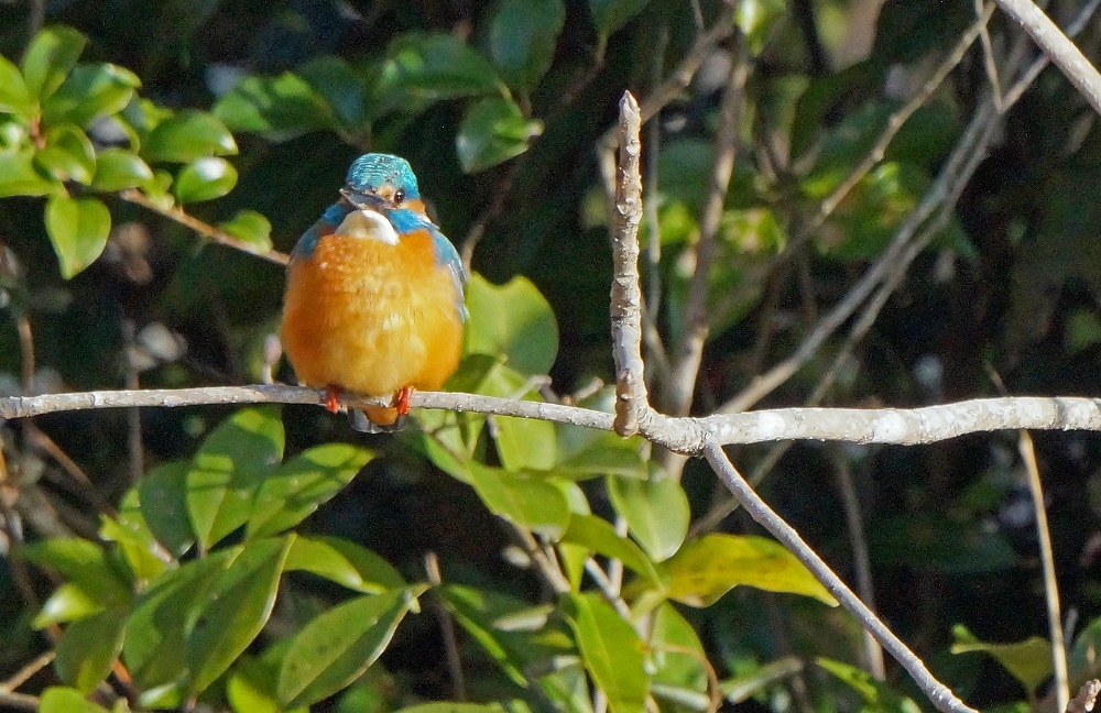 c0042418_16500000.jpg