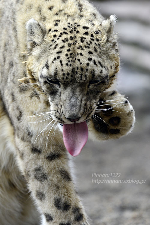 2016.4.3 円山動物園☆ユキヒョウのアクバル【Snow leopard】_f0250322_2214135.jpg