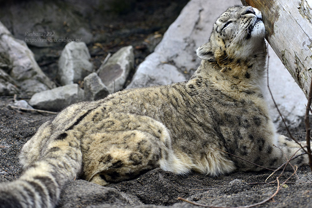 2016.4.3 円山動物園☆ユキヒョウのアクバル【Snow leopard】_f0250322_22152019.jpg