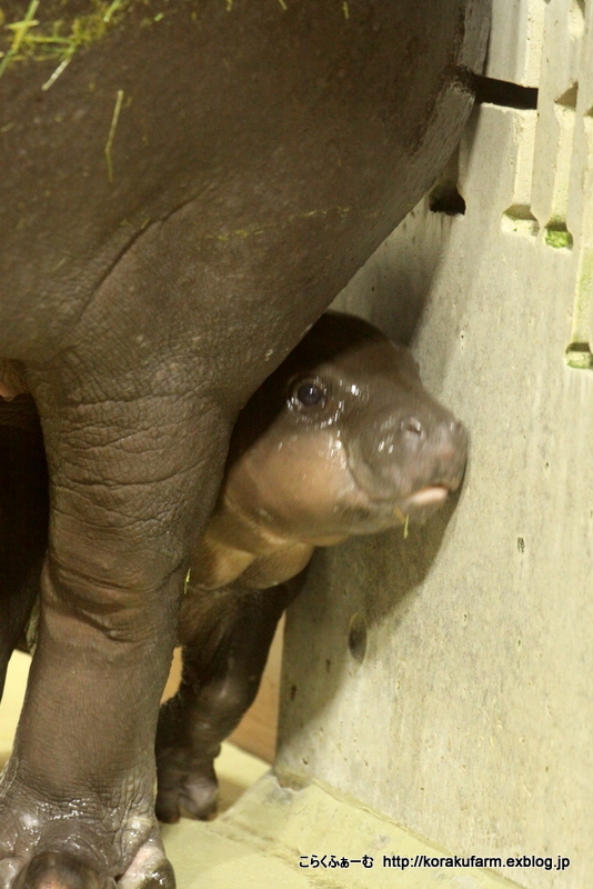 いしかわ動物園のコビトカバ赤ちゃん 生後38日目 その6 大きくなーれ こらくふぁーむ