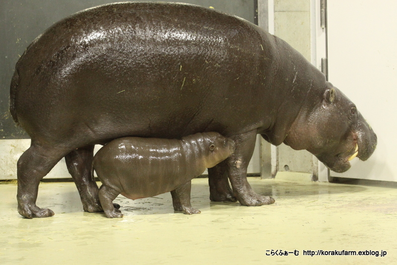 いしかわ動物園のコビトカバ赤ちゃん 生後38日目 その6 大きくなーれ こらくふぁーむ
