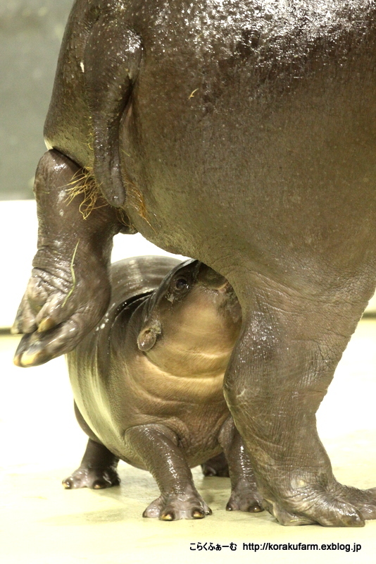 c0188824_20530002.jpg