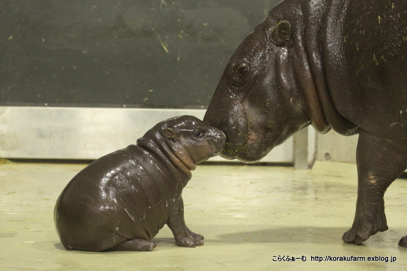 いしかわ動物園のコビトカバ赤ちゃん 生後38日目 その6 大きくなーれ こらくふぁーむ