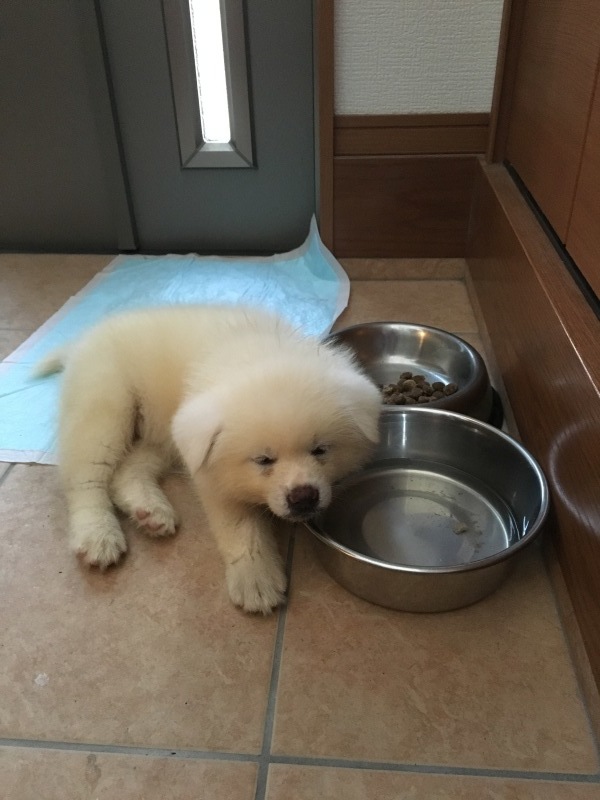 大きさの差は何で決まるの 秋田犬ハクの成長記 大きさの差は何で決まるの 秋田犬ハクの成長記