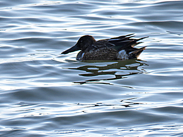 宍道湖西岸の鳥①_f0214649_05170935.jpg