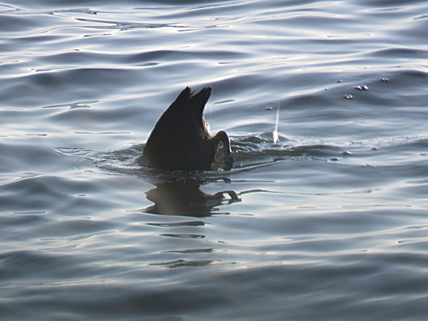 宍道湖西岸の鳥①_f0214649_05194454.jpg