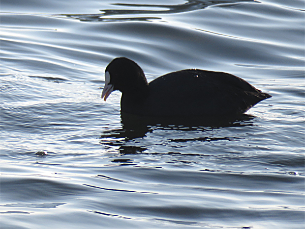 宍道湖西岸の鳥①_f0214649_05194497.jpg