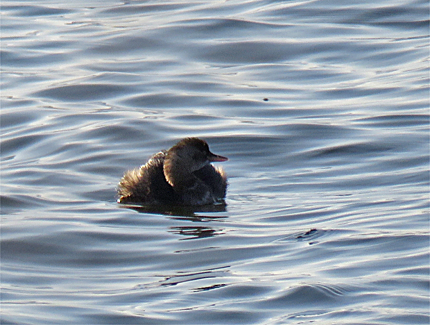 宍道湖西岸の鳥①_f0214649_05240936.jpg