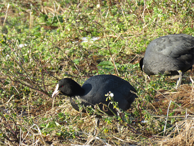 宍道湖西岸の鳥①_f0214649_05241090.jpg