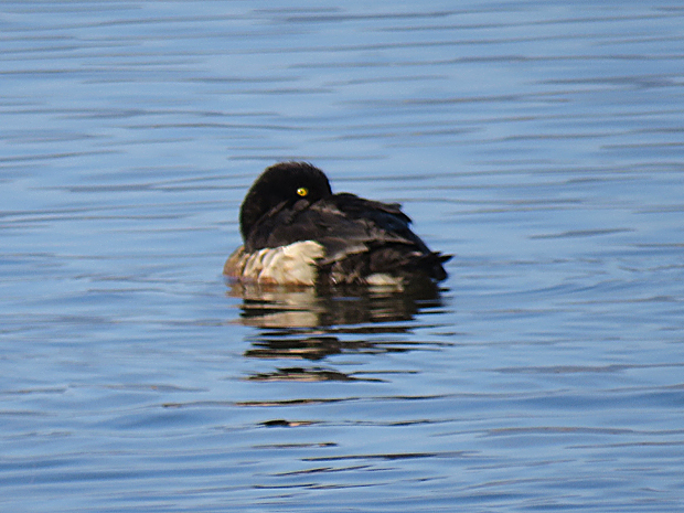 宍道湖西岸の鳥①_f0214649_05241195.jpg