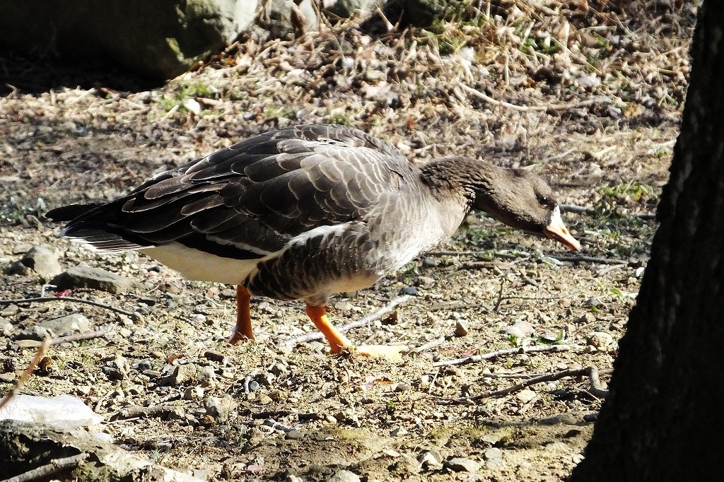 袖ケ浦公園の上池の風景_b0236251_15333302.jpg