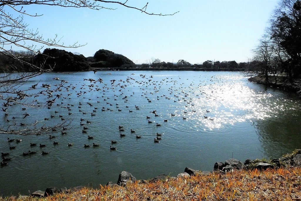 袖ケ浦公園の上池の風景_b0236251_15334912.jpg