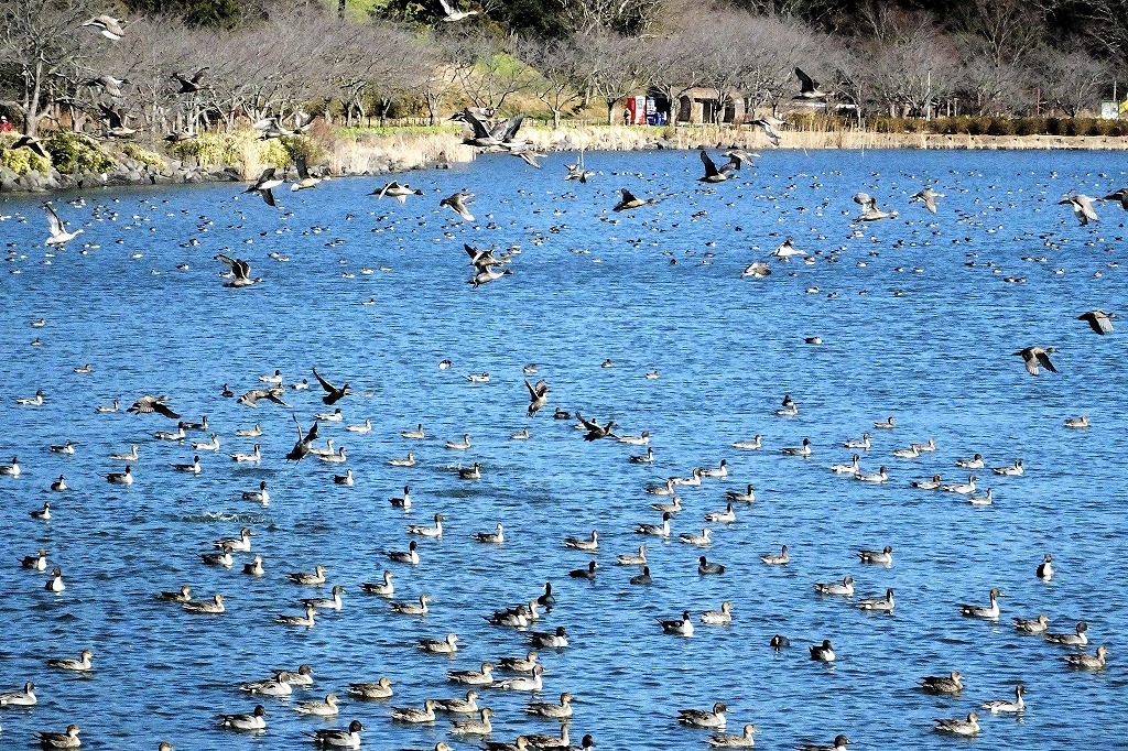 袖ケ浦公園の上池の風景_b0236251_15335916.jpg