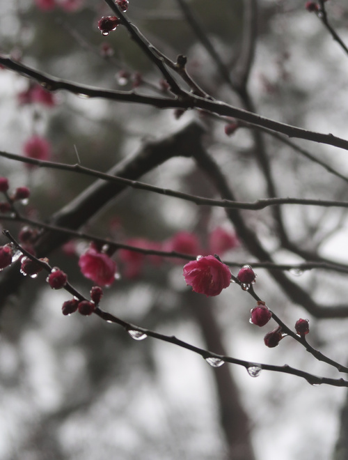 Silver Ring 　黒の小花_b0113868_16534711.jpg