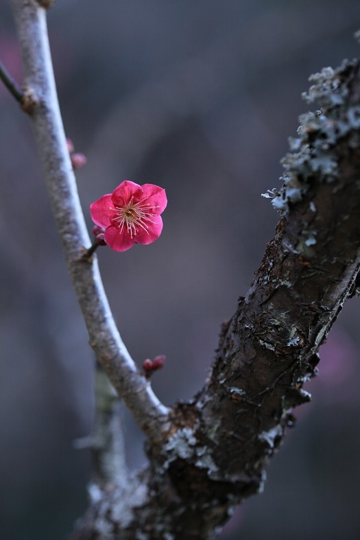 梅花その１_e0304170_19221511.jpg