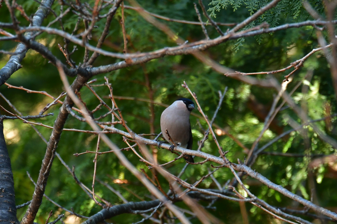 アカウソ_f0053272_12185036.jpg