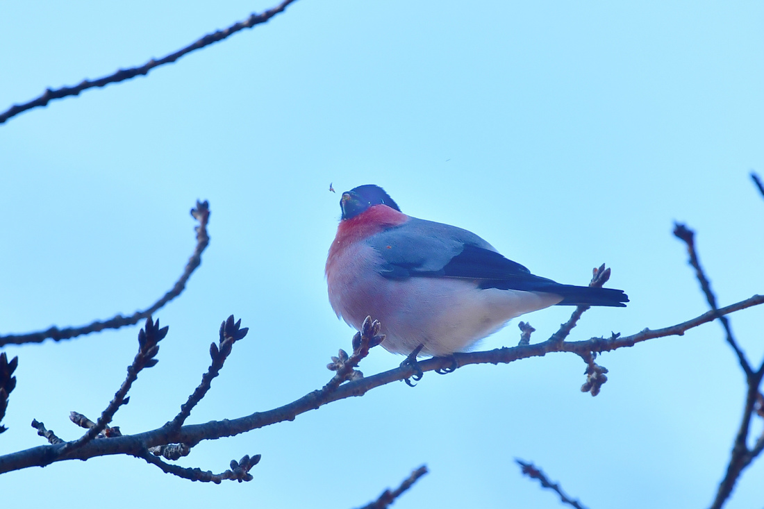 アカウソ_f0053272_12224127.jpg