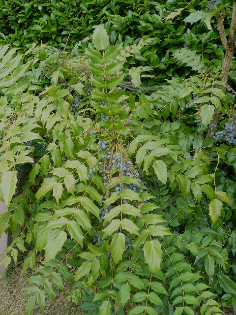 d0019074_19251024.jpg