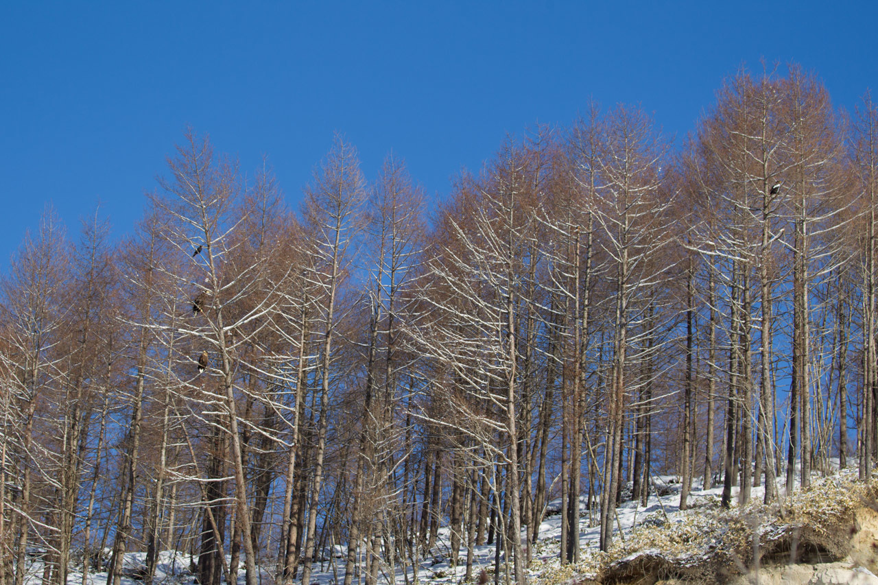 a0052080_22383865.jpg