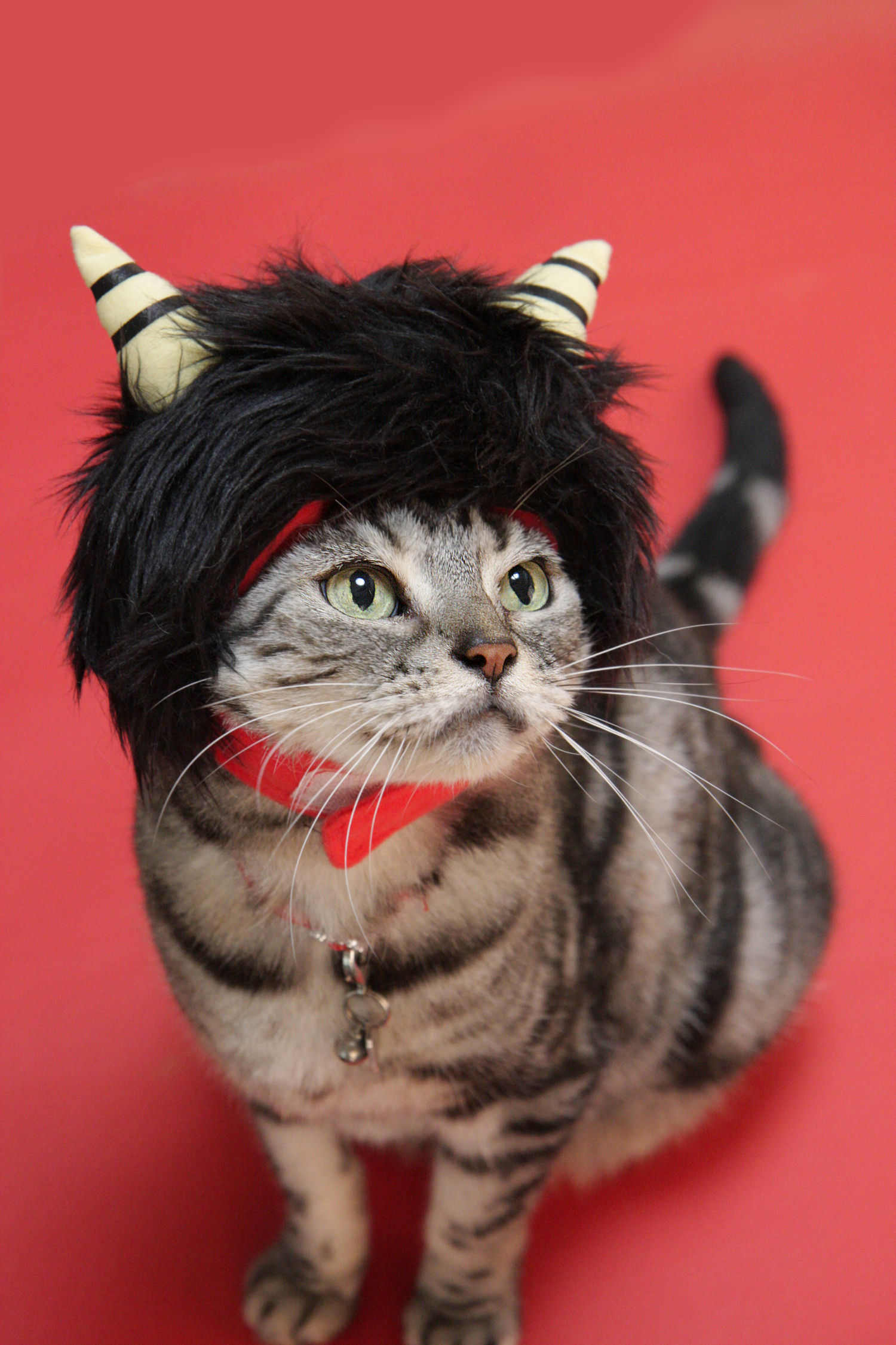 2017年節分にゃ 愛しき猫にゃん