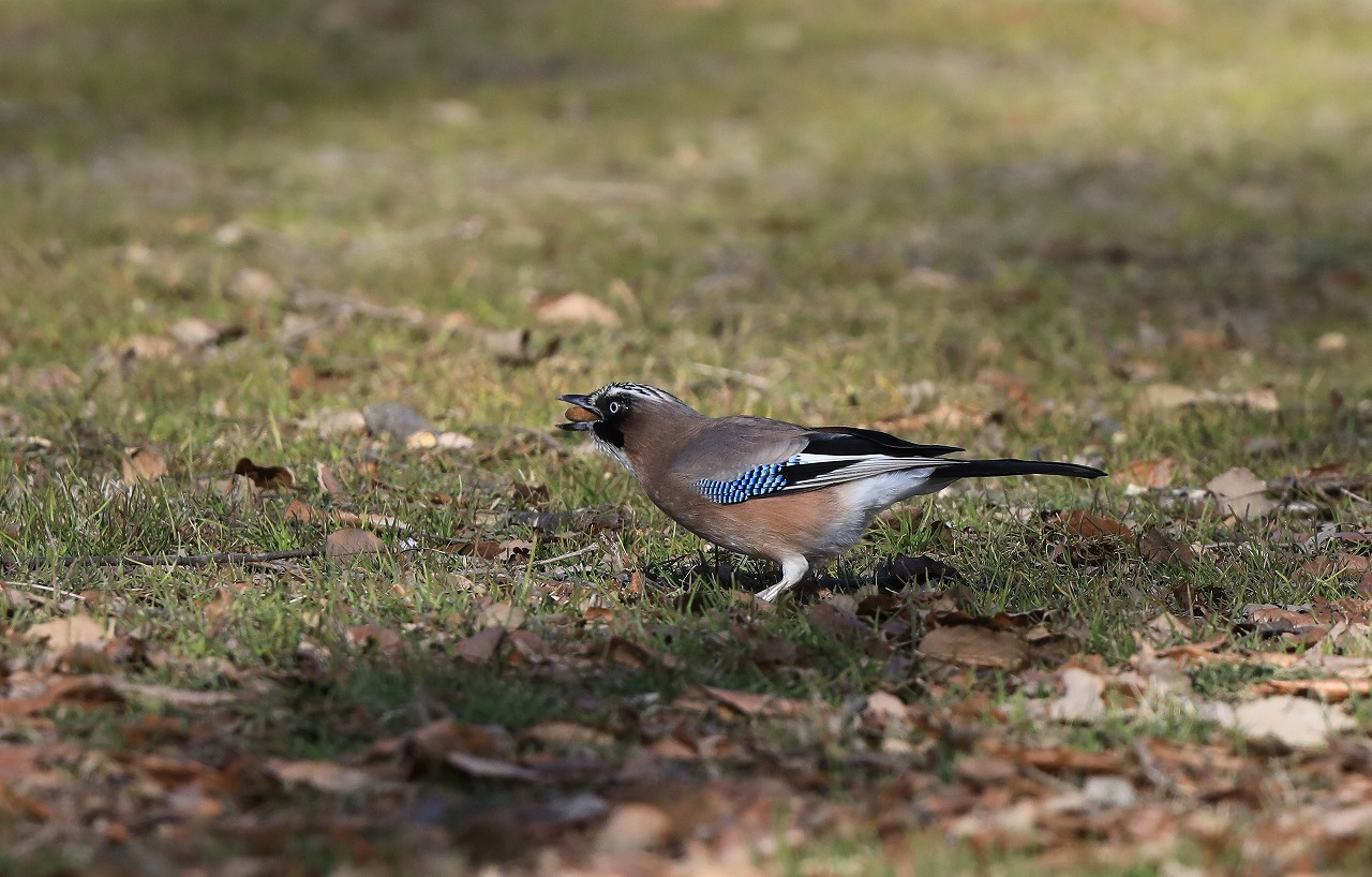 M池のカケス_f0296999_19451350.jpg