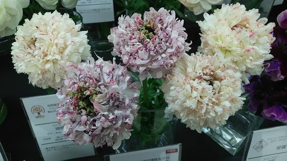 植物の話をいっぱいしよう♪_b0331802_20084695.jpg
