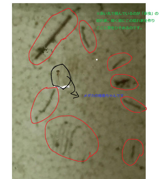 取り急ぎ要約を記します・・。メダカちゃんを初めて飼育した５ヶ月の記録_e0367505_23554825.png