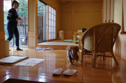 伊豆へ温泉旅行~_a0189506_10234571.jpg
