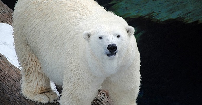 アメリカ・サンディエゴ、シーワールドのスノウフレイクが繁殖目的で再びピッツバーグ動物園へ_a0151913_2050137.jpg