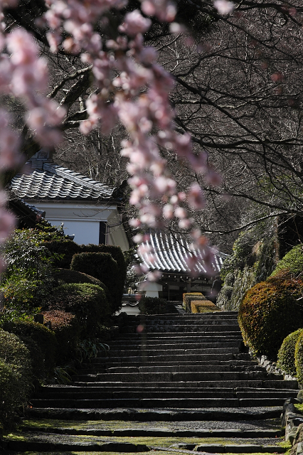 京都回顧 梅の善峯寺_b0169330_1853979.jpg