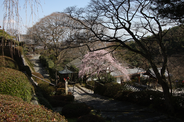 京都回顧 梅の善峯寺_b0169330_21183257.jpg