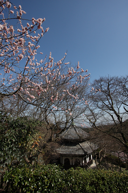 京都回顧 梅の善峯寺_b0169330_2210193.jpg