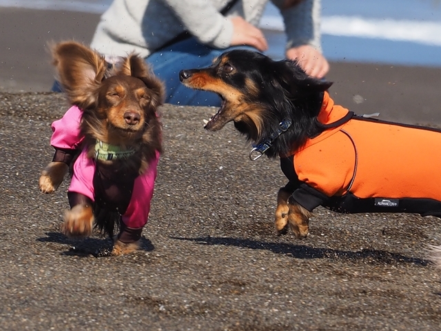 １７年２月４日　今年最初の海遊び♪_c0117831_22440567.jpg