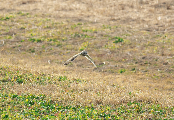 コミミズクを撮ってみたら、意外にも難しかった_d0290233_10112951.jpg