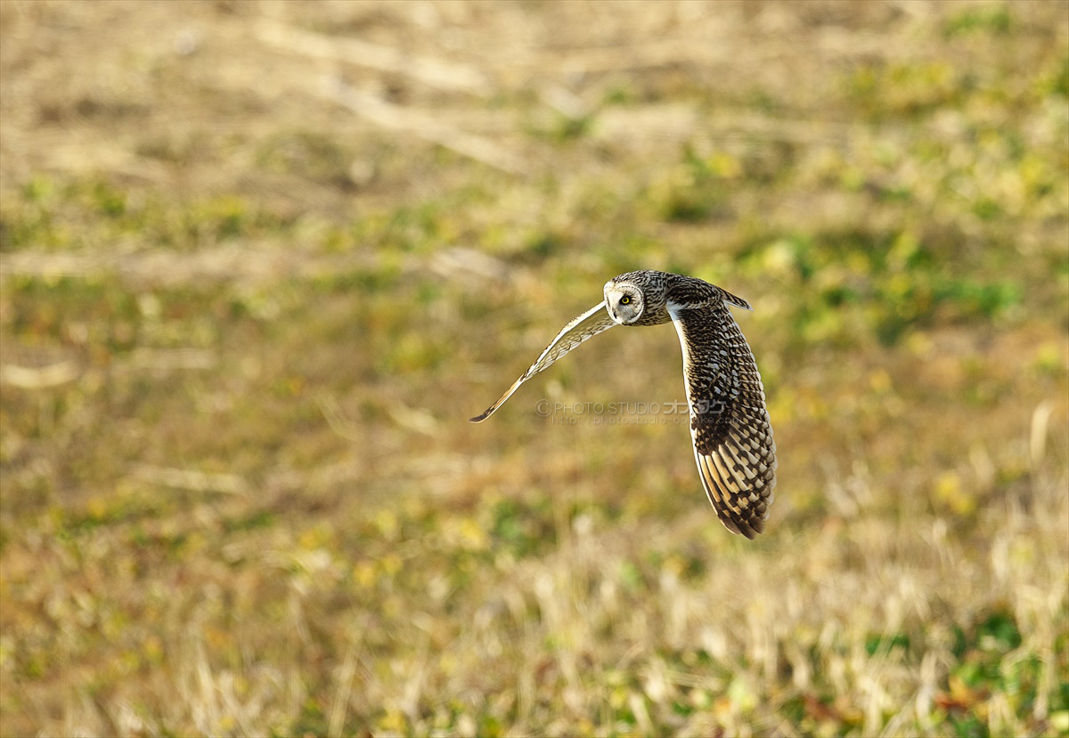 コミミズクを撮ってみたら、意外にも難しかった_d0290233_10414153.jpg