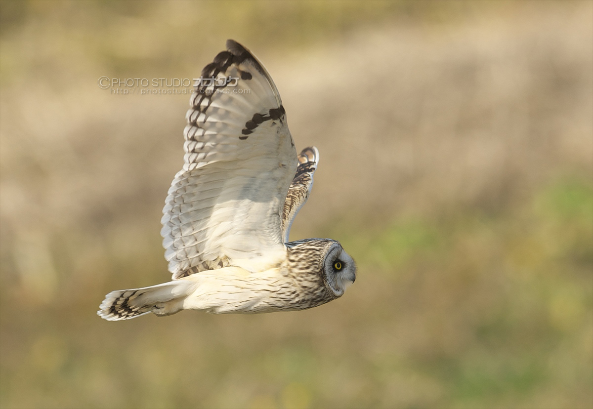 コミミズクを撮ってみたら、意外にも難しかった_d0290233_10414559.jpg