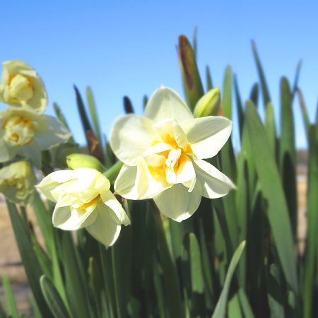 2017年2月4日　水仙の花が開きました !_b0341140_172924.jpg