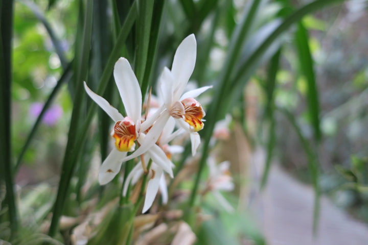 蘭のエクスポジション　Mille et une orchidées_e0300042_25109.jpg