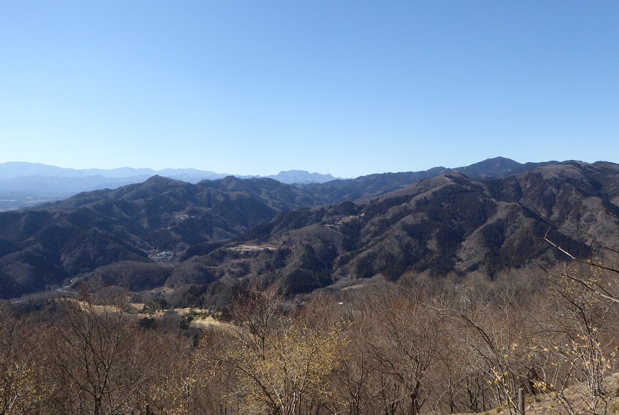 2/3　蝋梅を見に（宝登山）_d0288144_16372282.jpg