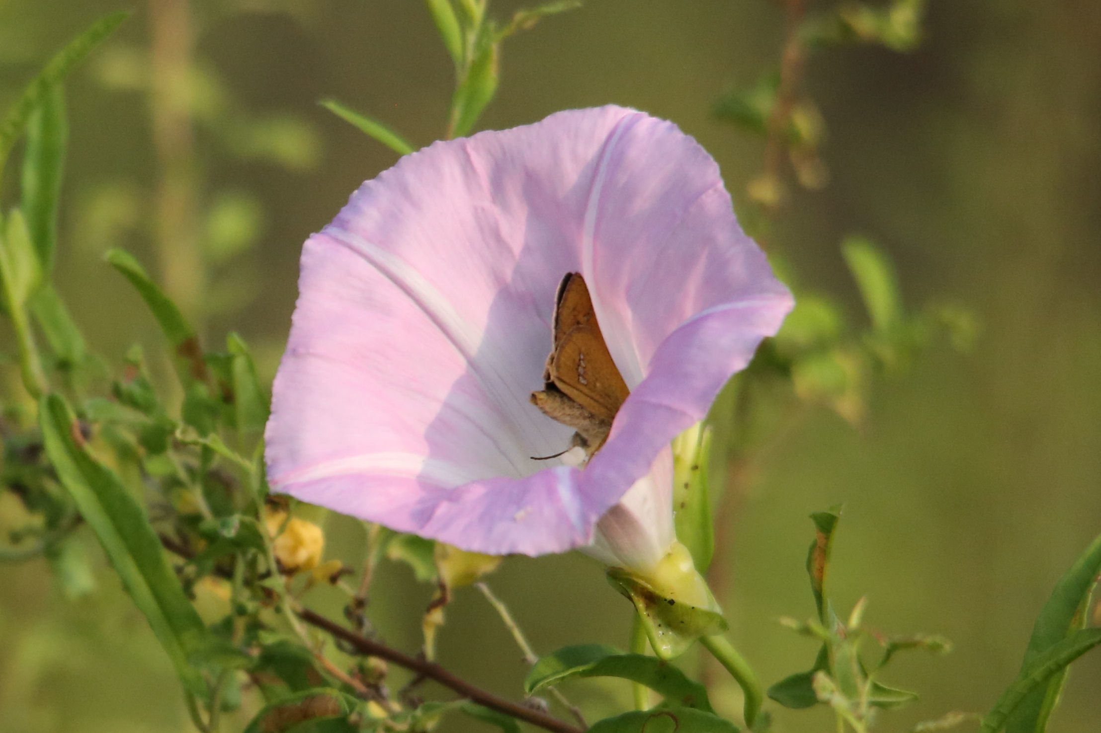 ツツジ：蝶が好む花（2011-2016）_f0345350_06190944.jpg